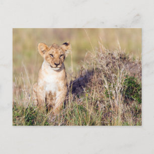 Carte Postale Jeune lion