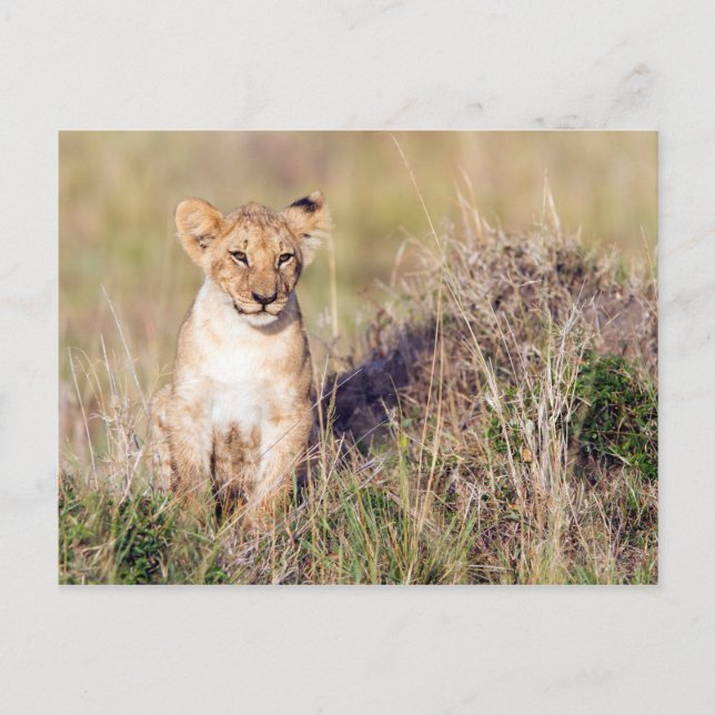 Carte Postale Jeune lion (Devant)