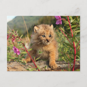 Carte Postale Jeune Lynx du Canada, Alaska