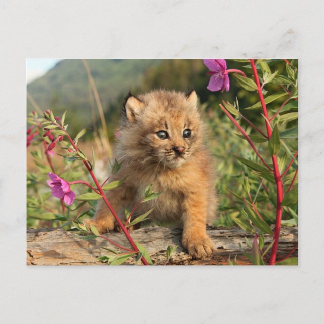 Carte Postale Jeune Lynx du Canada, Alaska (Devant)