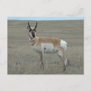 Carte Postale Jeune mâle d'antilope d'Amérique A28