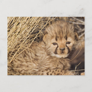 Carte Postale Jeune mâle de 19 jours. Namibie
