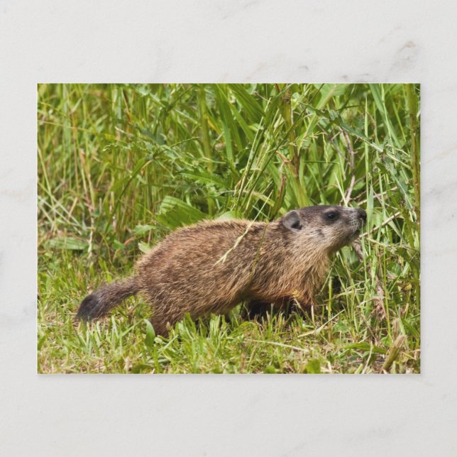 Carte Postale Jeune marmotte (Devant)