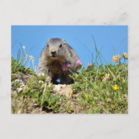 Jeune marmotte alpine