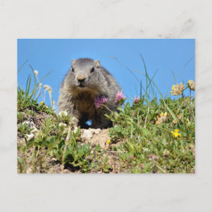 Carte Postale Jeune marmotte alpine
