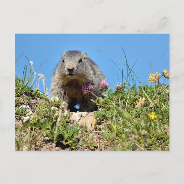 Carte Postale Jeune marmotte alpine (Devant)