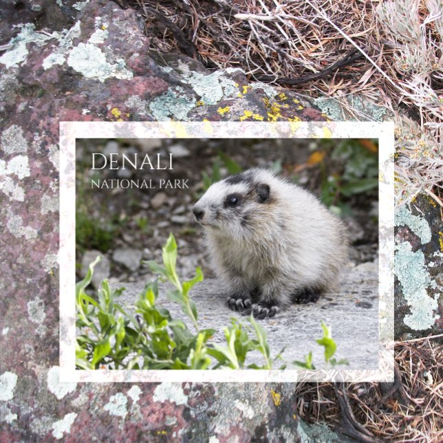 Carte Postale Jeune marmotte, Parc national Denali (Créateur téléchargé)