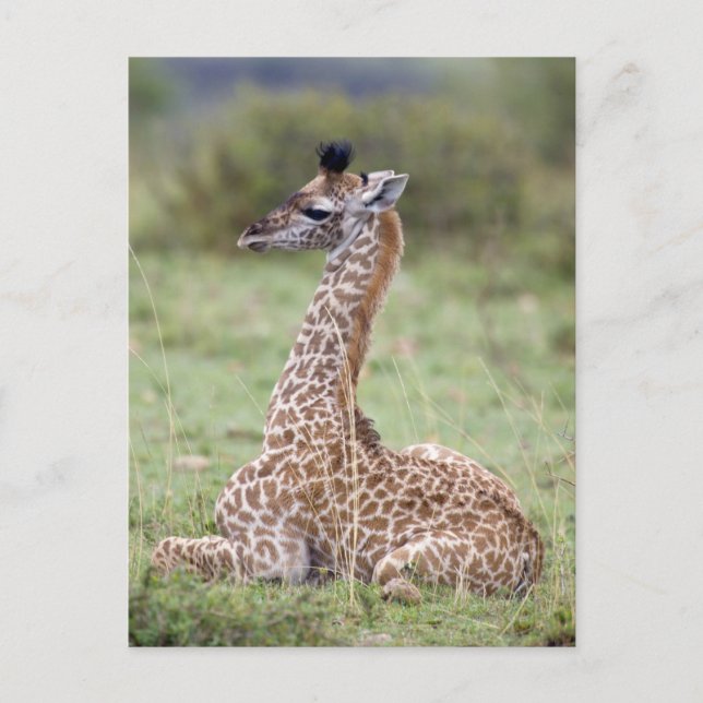 Carte Postale Jeune Masaï Giraffe (Giraffa camelopardalis (Devant)