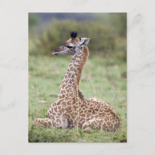 Carte Postale Jeune Masaï Giraffe (Giraffa camelopardalis