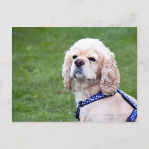 Carte Postale Jeune mignon chien posant.