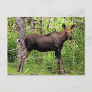 Carte Postale Jeune Moose