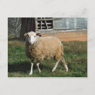 Carte Postale Jeune mouton blanc sur la ferme