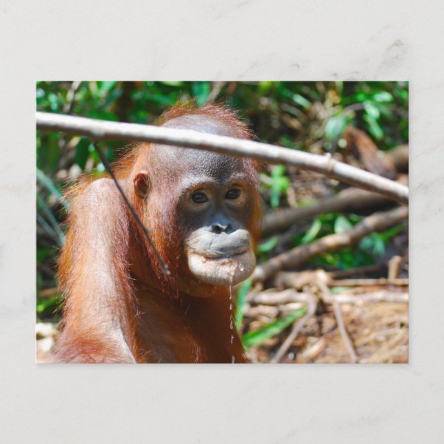 Carte Postale Jeune Orangutan Boissons Eau sur l'île de Bornéo (Devant)