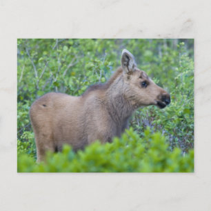 Carte Postale Jeune orignal dans la vallée de Many Glacier