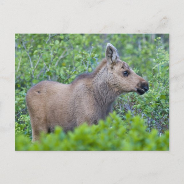 Carte Postale Jeune orignal dans la vallée de Many Glacier (Devant)