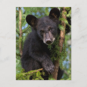 Carte Postale Jeune ours noir jouant dans les arbres