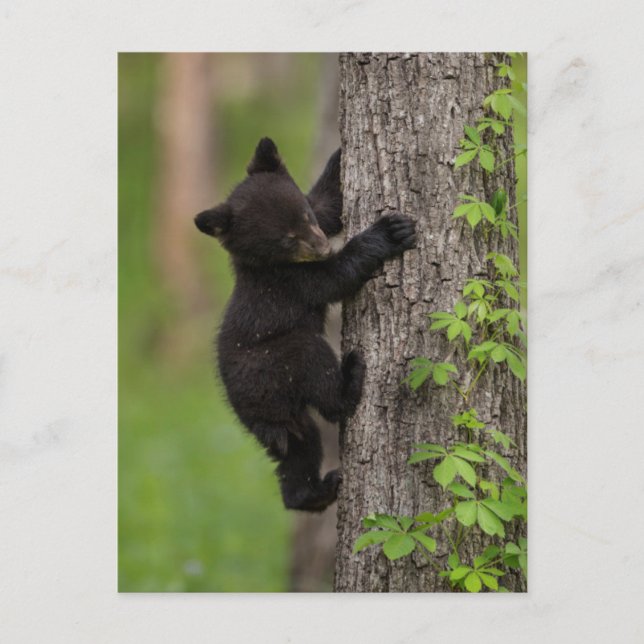 Carte Postale Jeune ourse noire grimpant à un arbre (Devant)