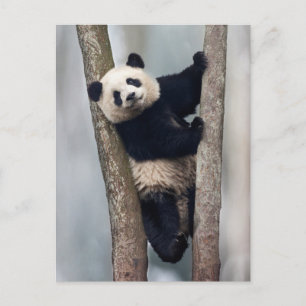 Carte Postale Jeune panda grimpant à un arbre, Chine