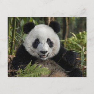 Carte Postale Jeune panda heureux, Chine
