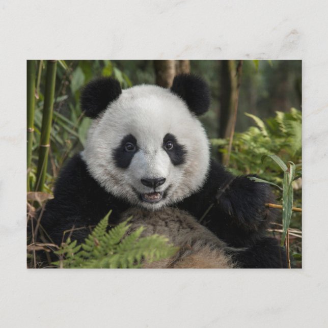 Carte Postale Jeune panda heureux, Chine (Devant)