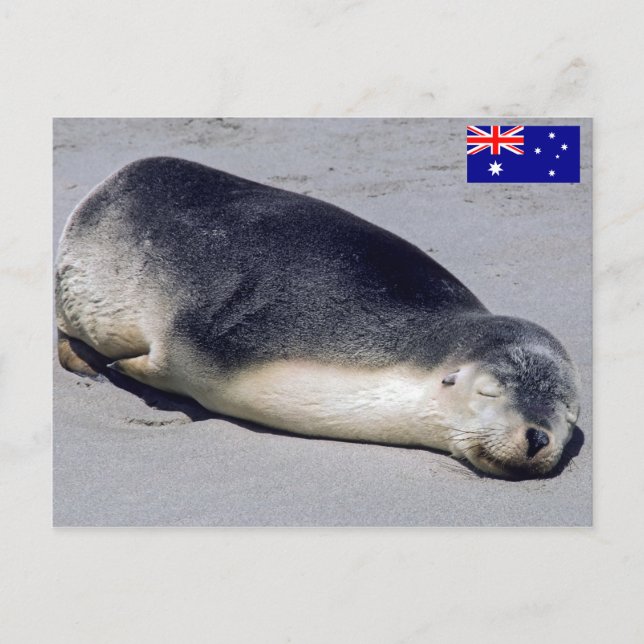 Carte Postale Jeune phoque dormant sur une plage - Australie (Devant)