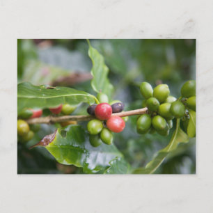 Carte Postale Jeune plant de café