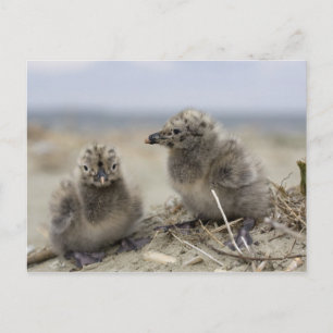 Carte Postale Jeune poulet