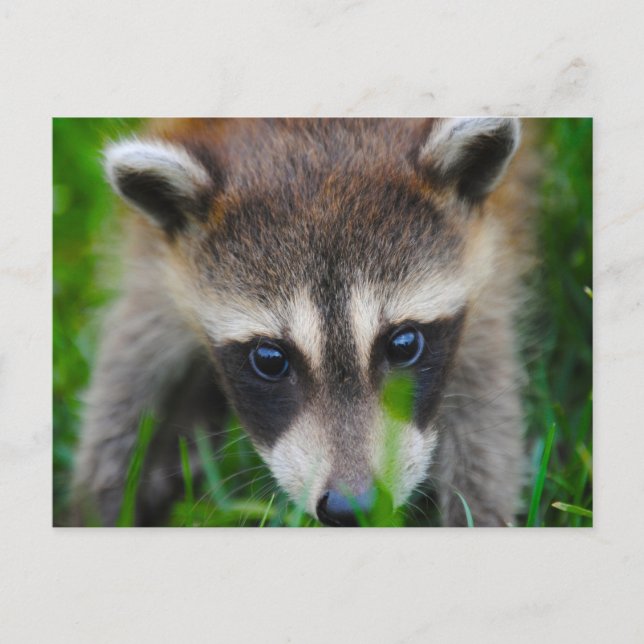 Carte Postale Jeune Raccoon dans l'herbe (Devant)