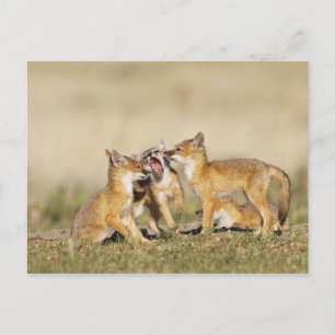 Carte Postale Jeune Renard véloce (Vulpes macrotis) au terrier,