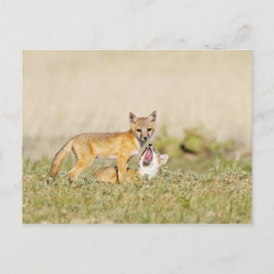 Carte Postale Jeune Renard véloce (Vulpes macrotis) au terrier, 