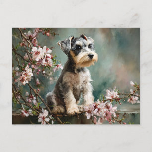 Carte Postale Jeune Schnauzer parmi les fleurs de cerisier print