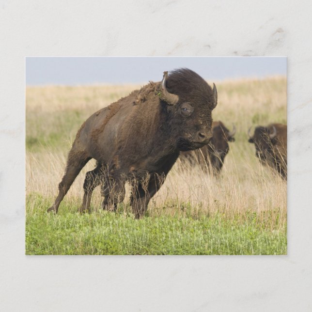 Carte Postale Jeune taureau de bison fougueux à la Tallgrass (Devant)