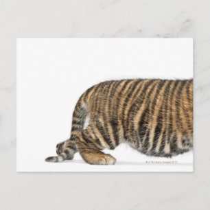 Carte Postale Jeune tigre de Sumatra - Panthera tigris sumatrae 
