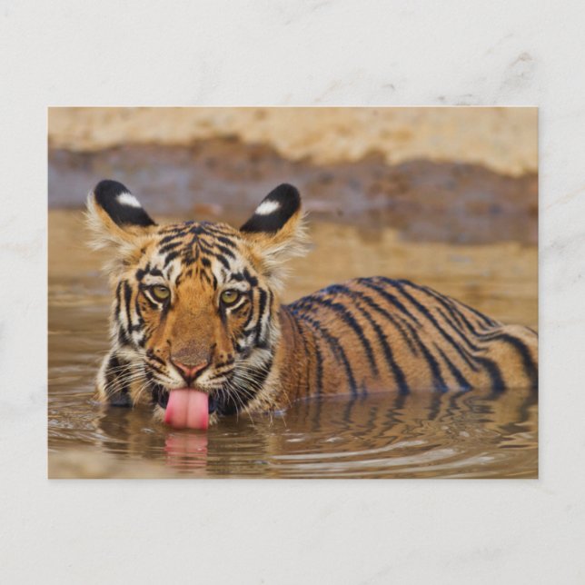 Carte Postale Jeune tigre du Bengale royal, buvant de l'eau (Devant)