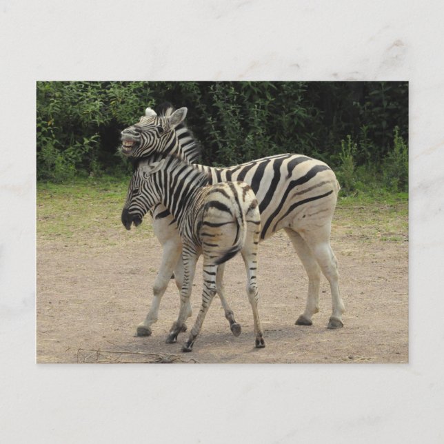 Carte Postale Jeune Zèbre et mère Jouer (Devant)