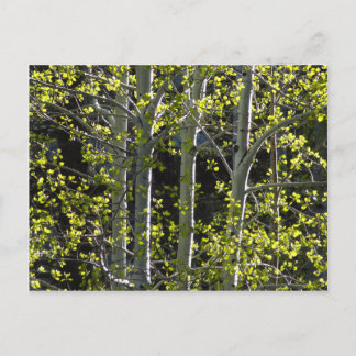 Carte Postale Jeunes arbres d'Aspen