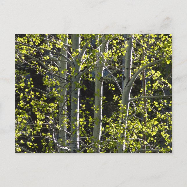 Carte Postale Jeunes arbres d'Aspen (Devant)