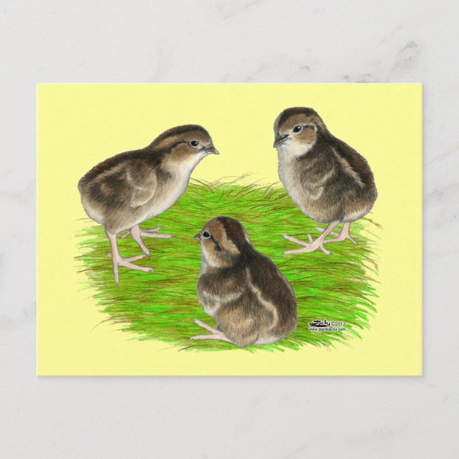 Carte Postale Jeunes cailles de Bobwhite (Devant)