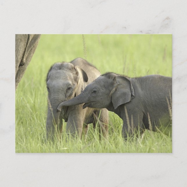 Carte Postale Jeunes éléphants d'Inde / d'Asie (Devant)