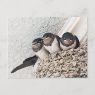 Carte Postale Jeunes hirondelles assises dans le nid