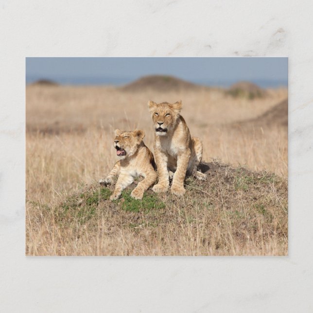 Carte Postale Jeunes lions (Devant)