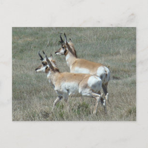 Carte Postale Jeunes mâles d'antilope d'Amérique A27