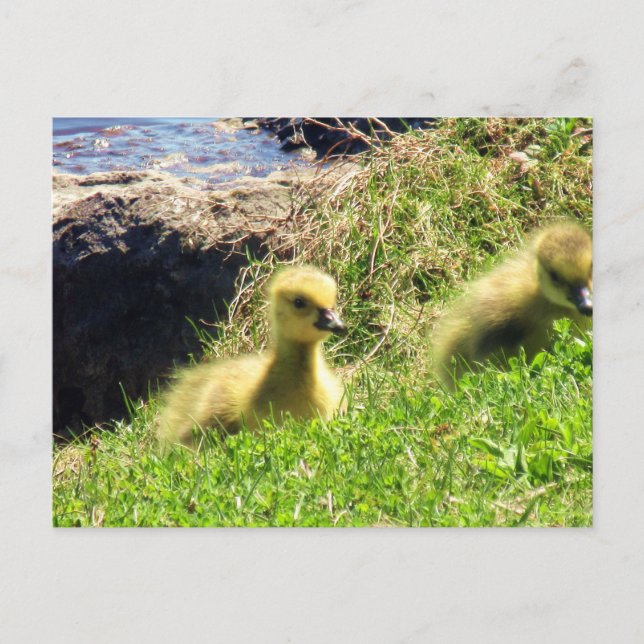 Carte Postale Jeunes oisons de bernaches du Canada explorant leu (Devant)