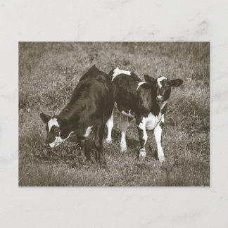 Carte Postale Jeunes vaches dans un champ Crane Hill Alabama