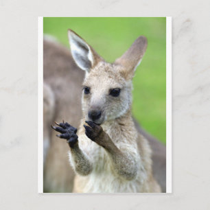 Carte Postale Joey kangaroo mignon