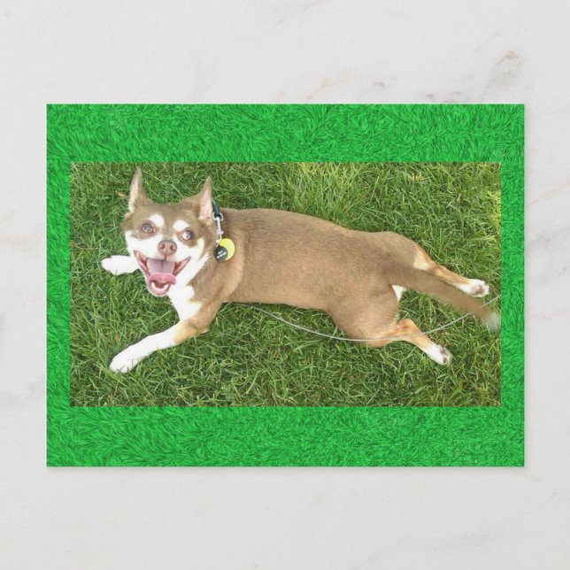 Carte Postale Joey Laughs (Devant)