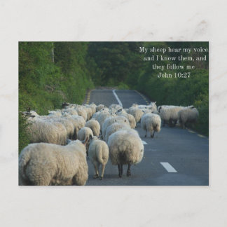 Carte Postale John 10:27 Christian Postcard