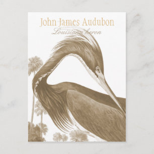 Carte Postale John James Audubon Heron Lousiana CC0752 Bird