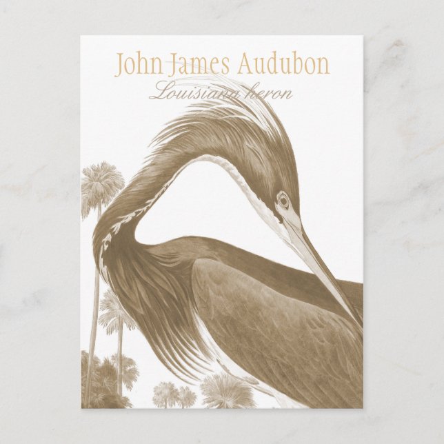 Carte Postale John James Audubon Heron Lousiana CC0752 Bird (Devant)