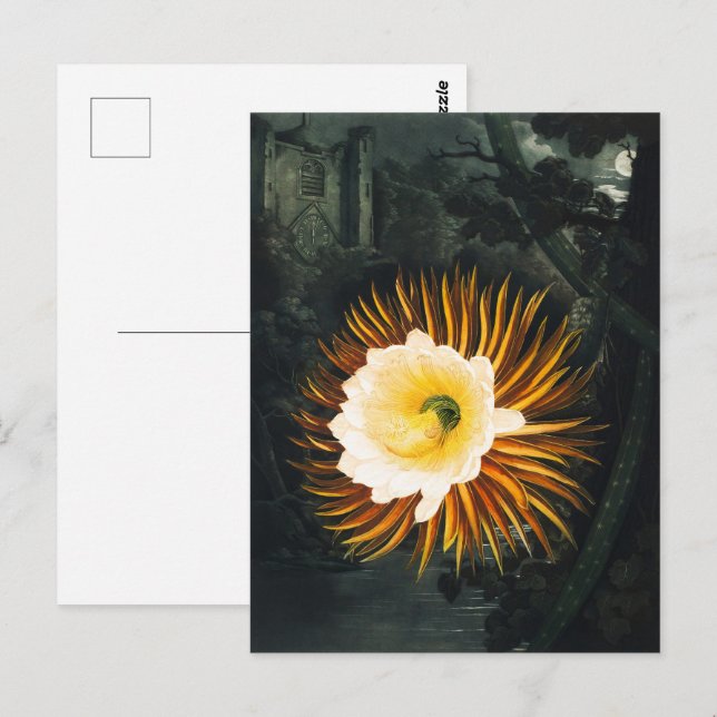 Carte Postale John Thornton Le Botanique Cereus, Qui Souffle La  (Devant / Derrière)